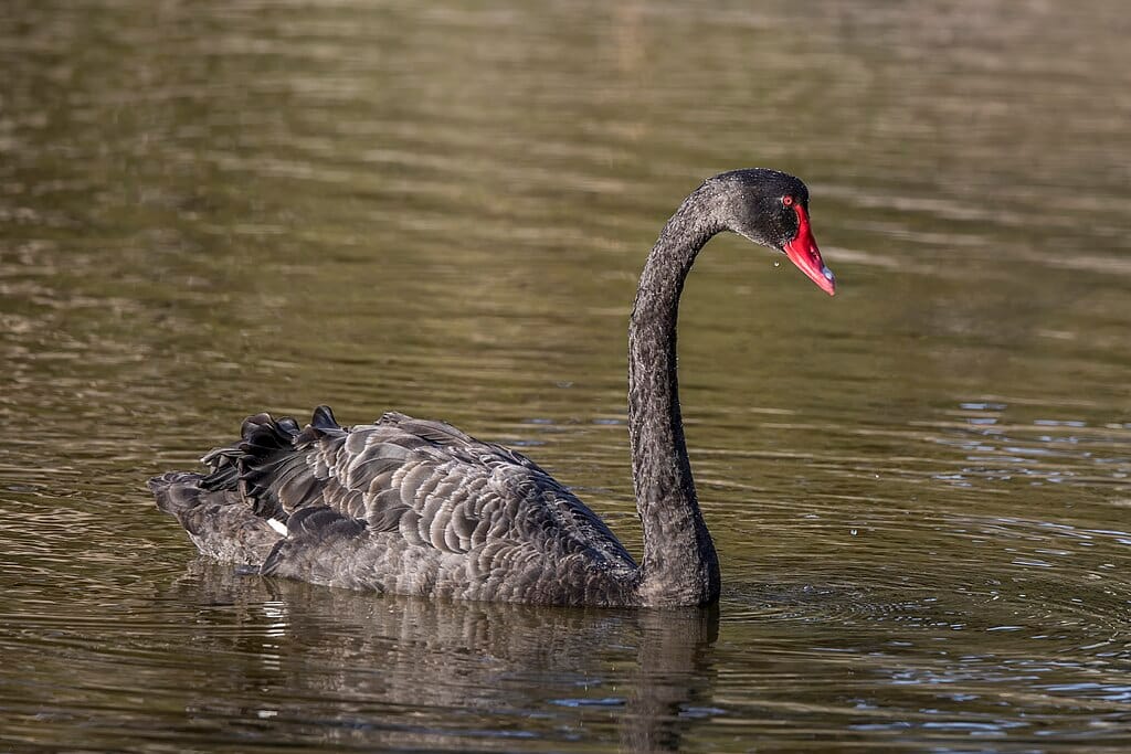 St. James's Park: a londoni madárrezervátum lakói 1. rész