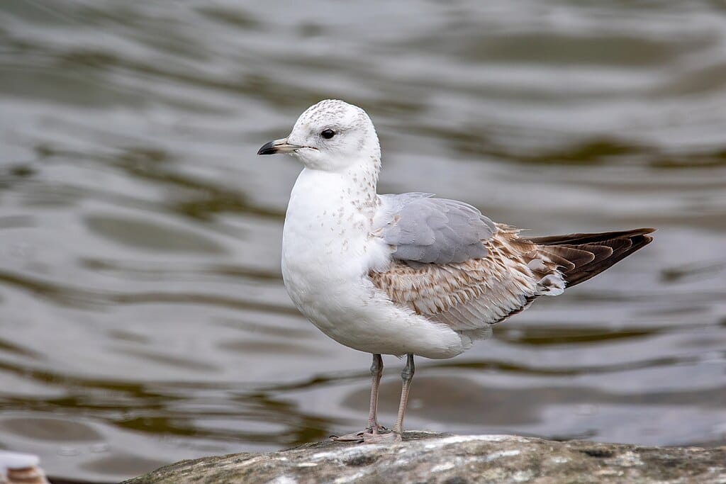 St. James's Park: a londoni madárrezervátum lakói 1. rész