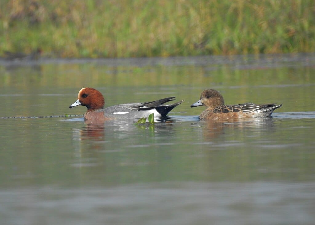 St. James's Park: a londoni madárrezervátum lakói 1. rész