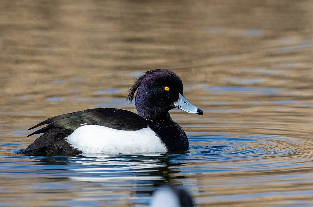 St. James's Park: a londoni madárrezervátum lakói 1. rész