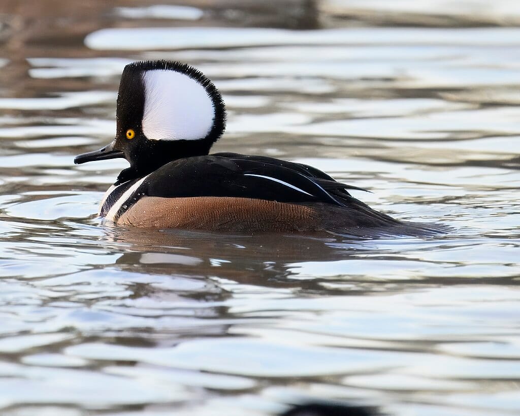 St. James's Park: a londoni madárrezervátum lakói 1. rész