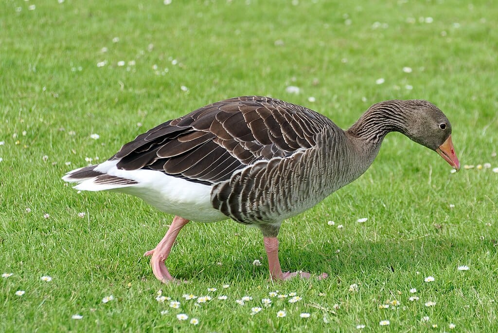 St. James's Park: a londoni madárrezervátum lakói 1. rész