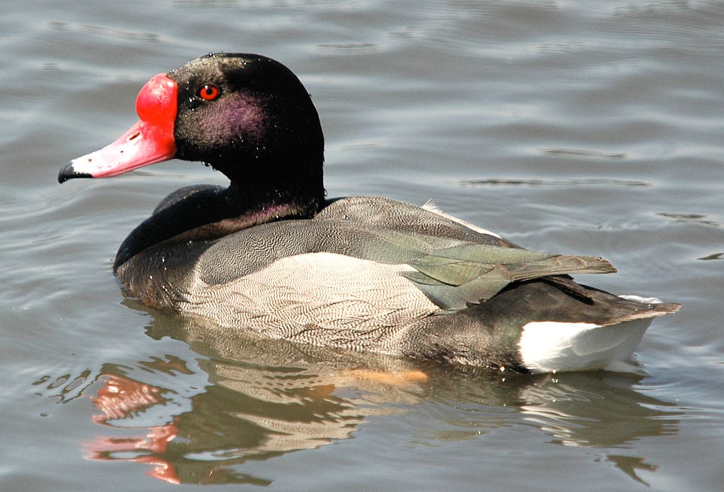 St. James's Park: a londoni madárrezervátum lakói 1. rész