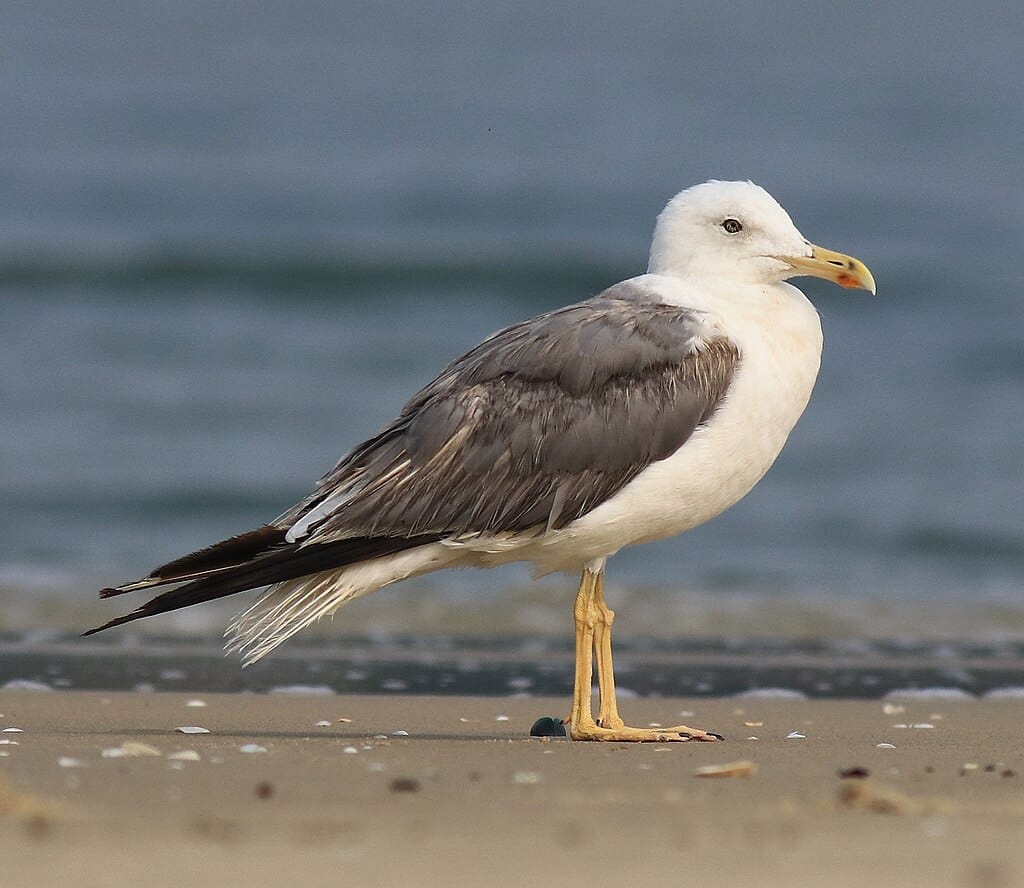 St. James's Park: a londoni madárrezervátum lakói 1. rész