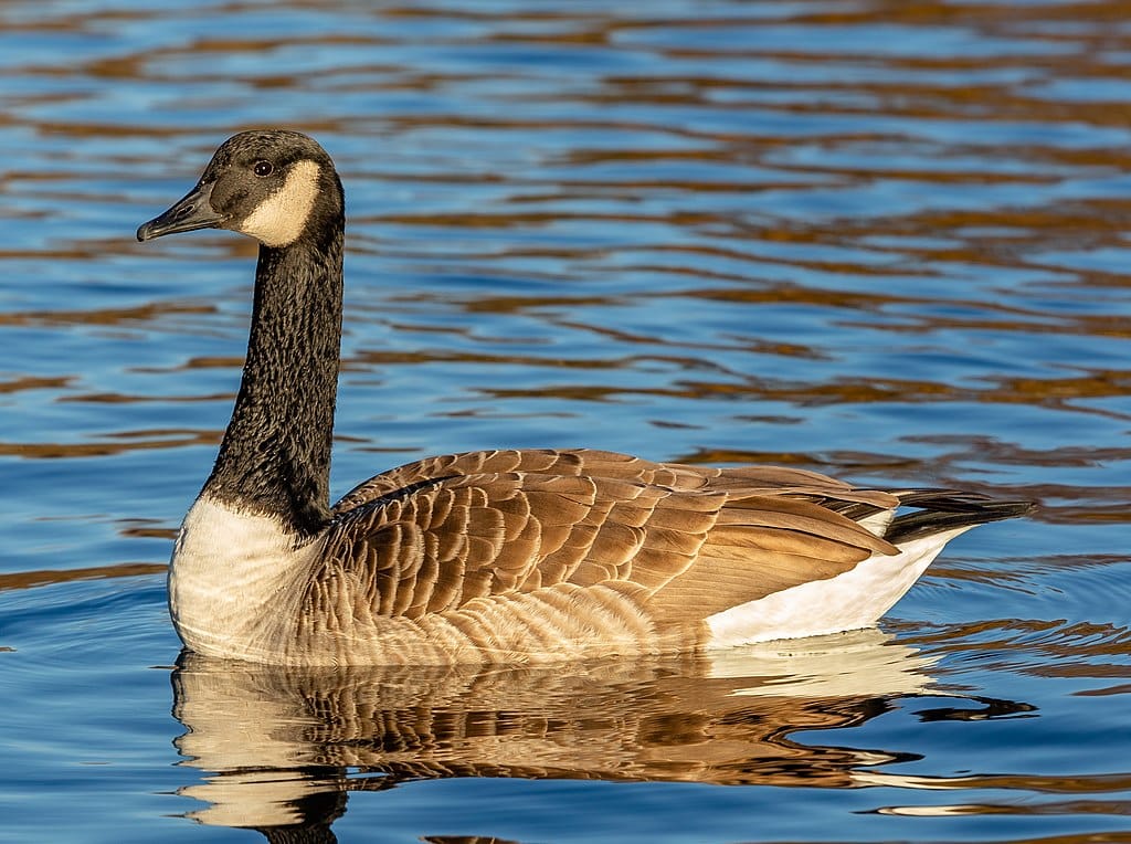 St. James's Park: a londoni madárrezervátum lakói 1. rész