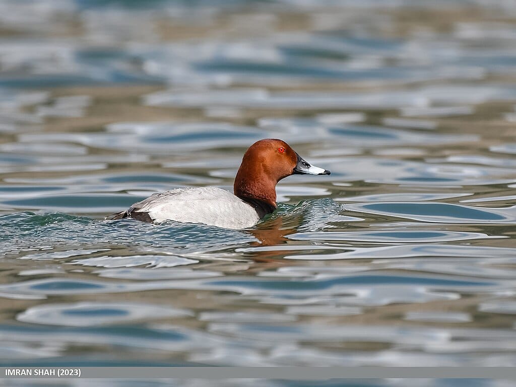 St. James's Park: a londoni madárrezervátum lakói 1. rész