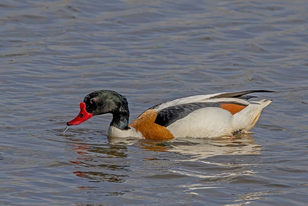 St. James's Park: a londoni madárrezervátum lakói 1. rész