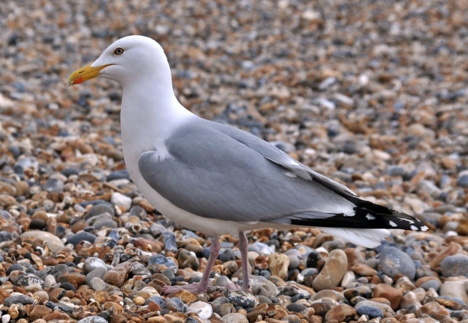 St. James's Park: a londoni madárrezervátum lakói 1. rész