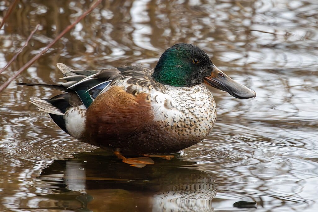 St. James's Park: a londoni madárrezervátum lakói 1. rész