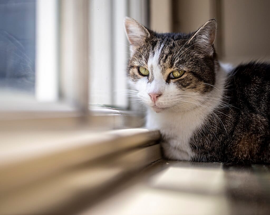 A londoni Downing Street 10 macskája: Larry a Főegerész