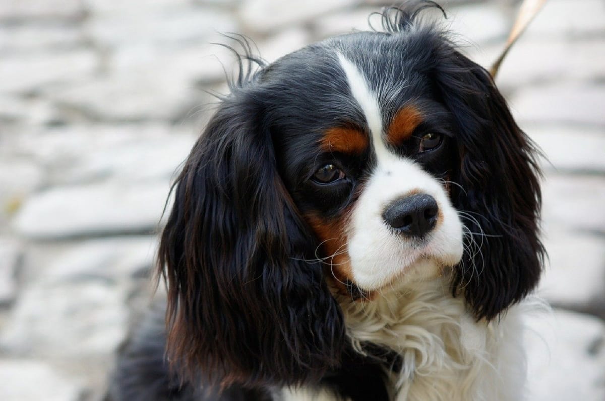 Egy királyi vérvonal: Cavalier King Charles spániel