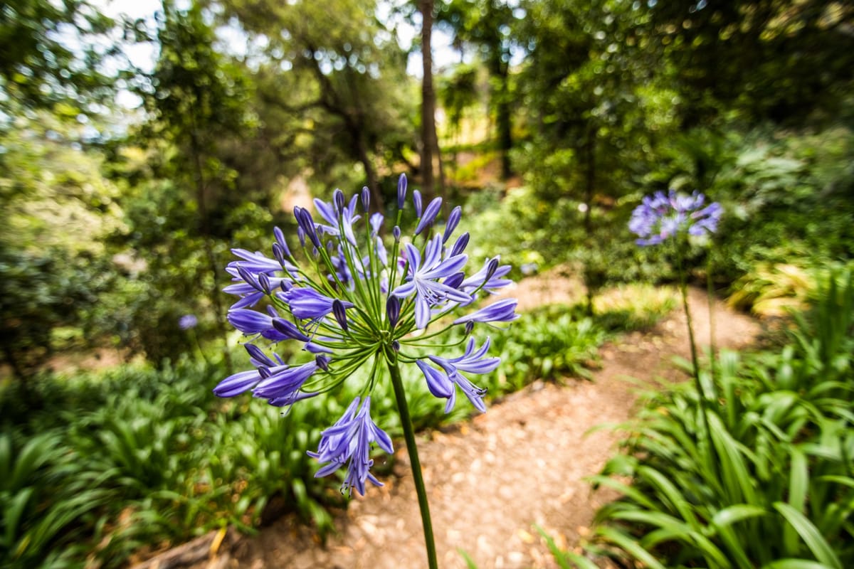 London titkai: Chelsea Physic Garden a város gyógynövénykertje