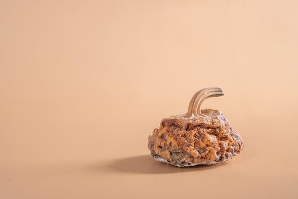 Sir Fleming és a véletlenül felfedezett penicillin